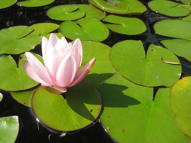 Free Water Lily Flower photo and picture