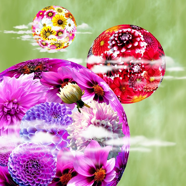 Free blossoms blossom bloom illustration