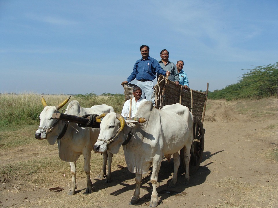 Oxen Cart India Free photo on Pixabay Pixabay