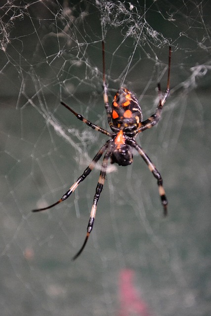 Free Spider Tiger Spider photo and picture