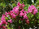 ciliated alpenrose, flowers, alpine roses