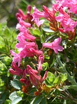 ciliated alpenrose, flowers, alpine roses