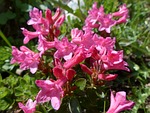 ciliated alpenrose, flowers, alpine roses