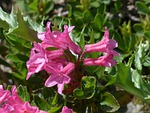 ciliated alpenrose, flowers, alpine roses