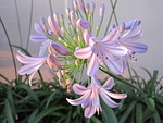 agapathus, flower, light