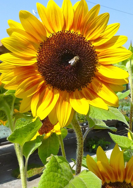 Free Sunflower Bee photo and picture