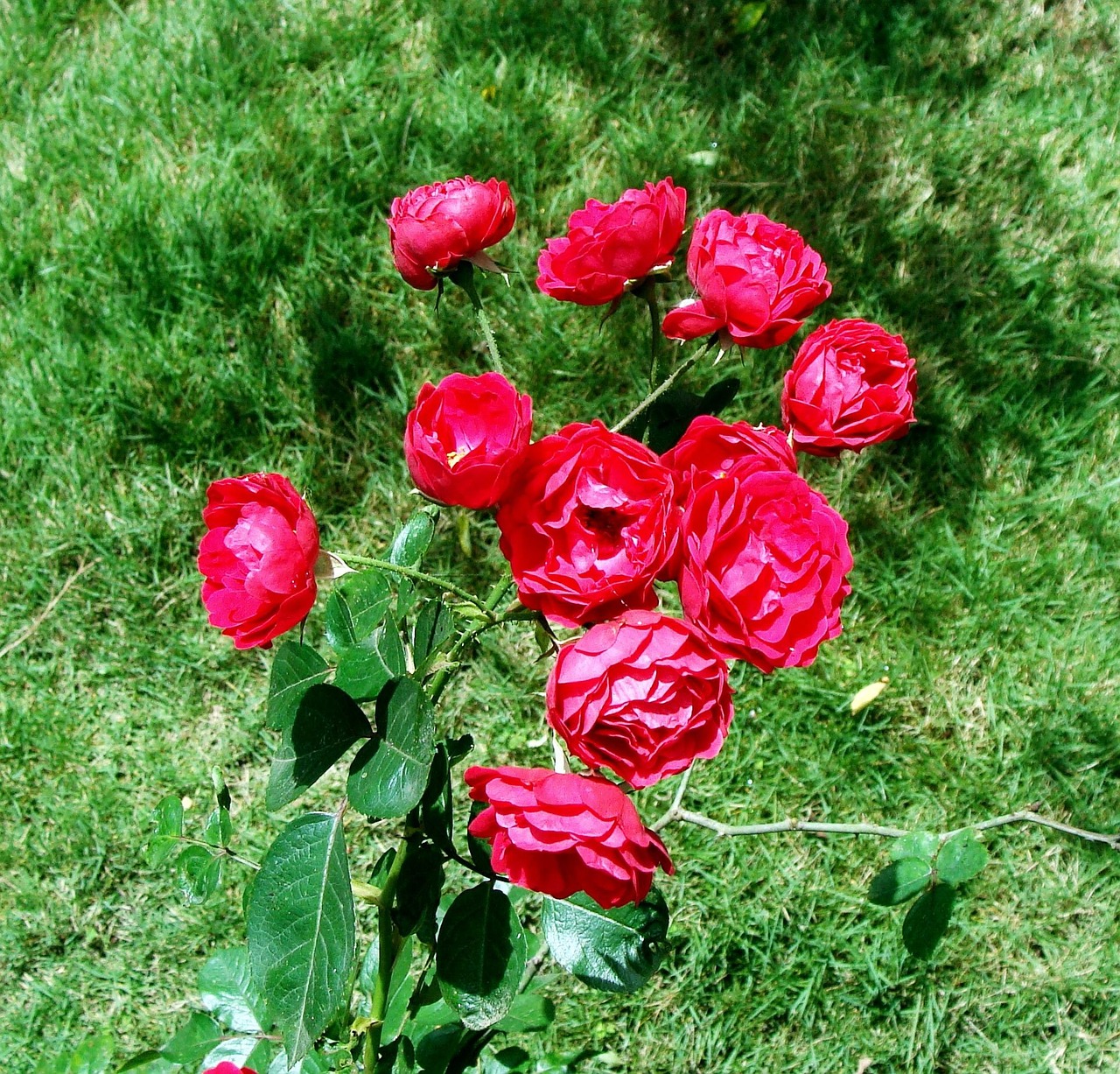 Button Eye Roses Button Rose Bunch Flower - Free photo on Pixabay - Pixabay