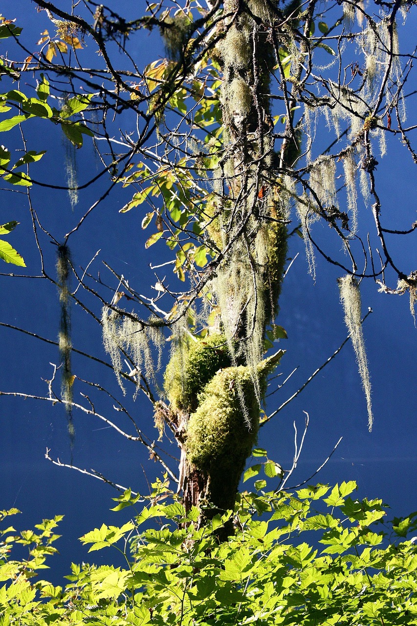 Free Tree Mist photo and picture
