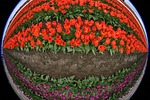 tulips, flowers, fish eye