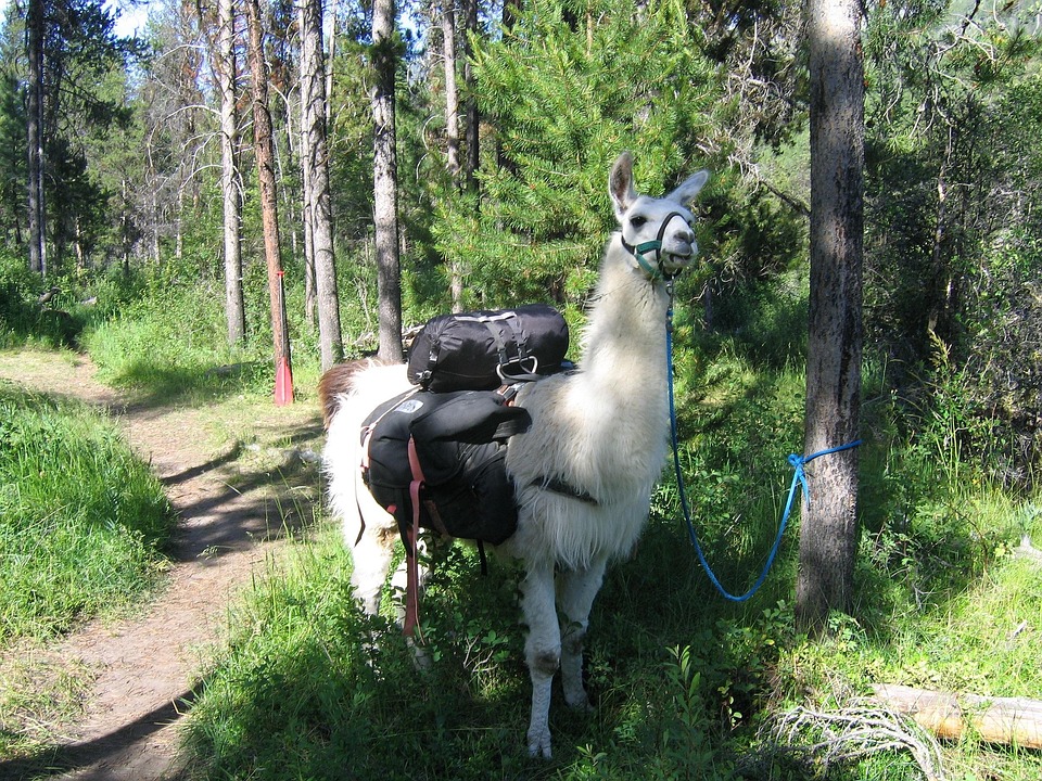 llama pack idaho trail free photo on pixabay