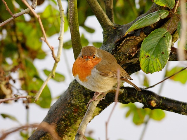 Free Robin Winter photo and picture