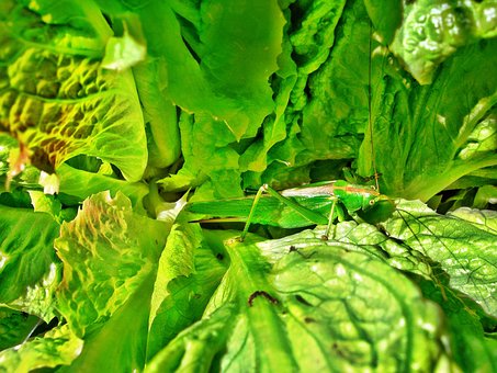 Gafanhoto, Inseto, Macro, Cor, Verde
