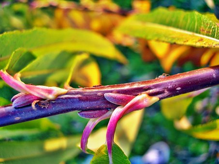 Free Branch Fall photo and picture