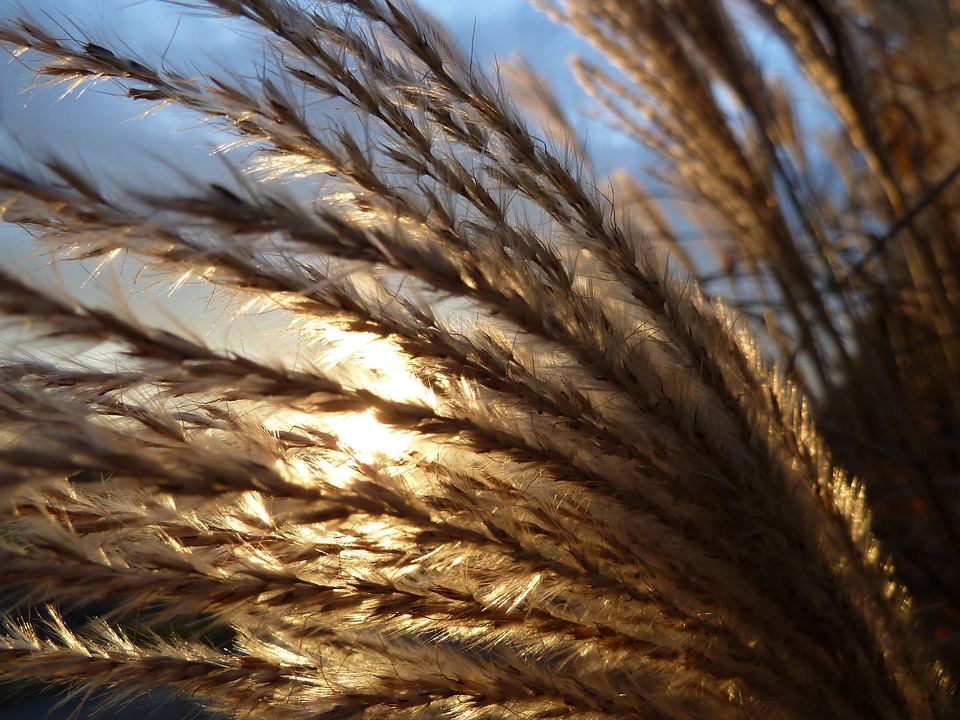 Backlighting Fall Nature - Free photo on Pixabay - Pixabay