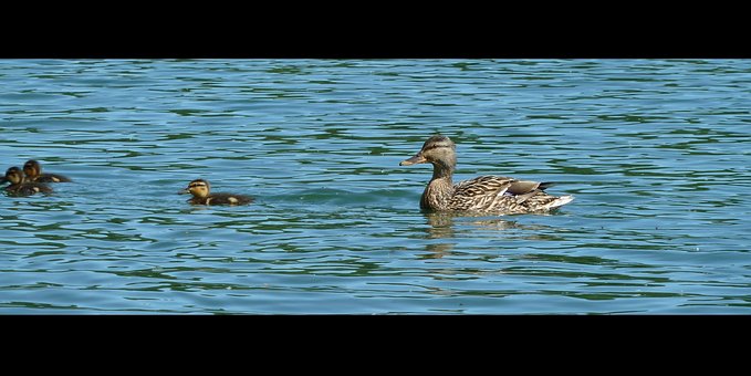 Patos, Pato, Animal, Agua, Natureza