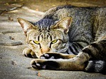 cat, feline, homeless