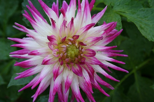 Free Dahlia Flower photo and picture