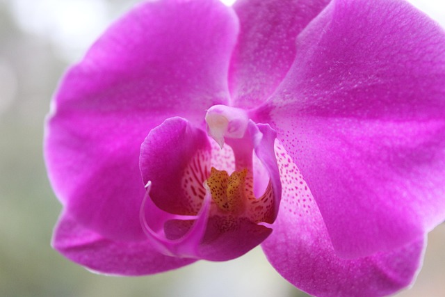 Orchidee, Lila, Flora, Blume, Blüte