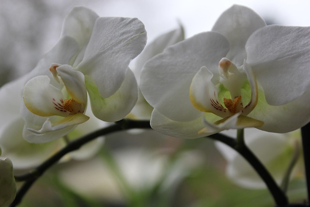 Orchidee, Blume, Weiß, Blüte, Pflanze