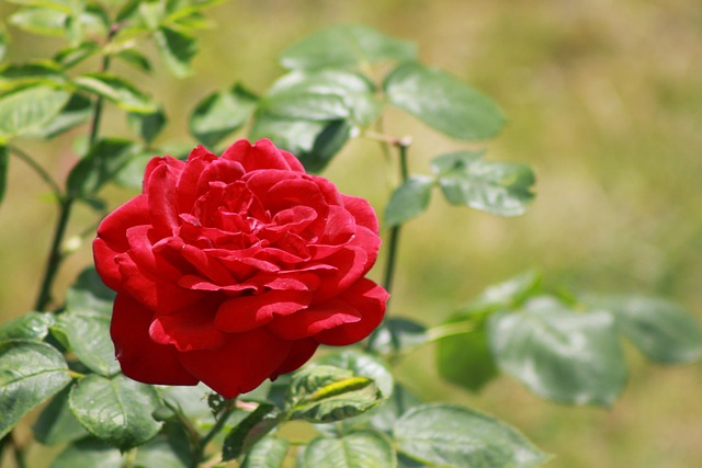 Rose, Red Rose, Blumen Hintergrund