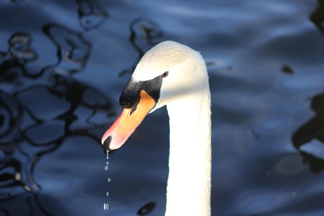 Schwan, Tier, Wasservogel, Entenvogel