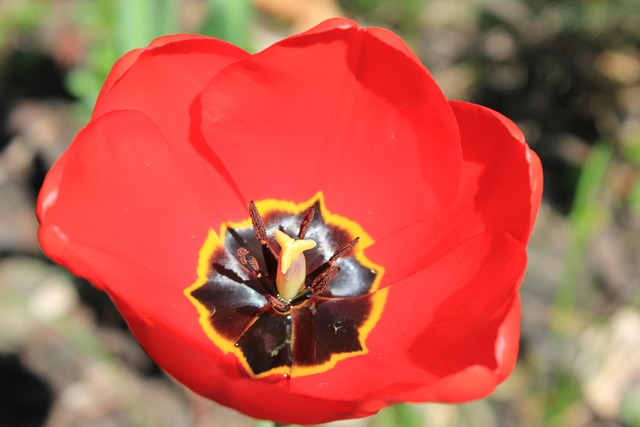 Tulpe, Tulpen, Blumen Hintergrund, Blume