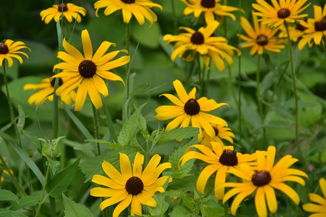 Free Yellow Daisy Daisy photo and picture