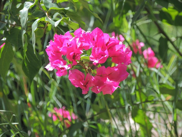 Free Flower Pink Flower photo and picture