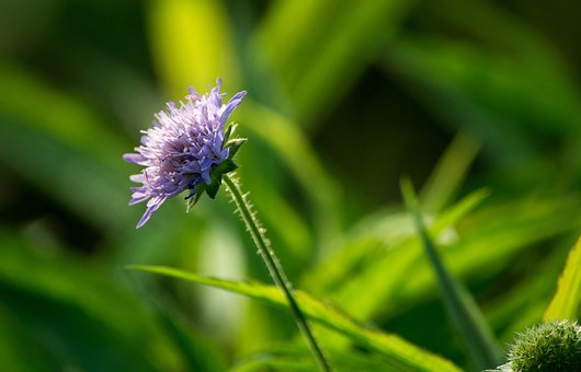 Blume, Blumen Hintergrund, Pflanze