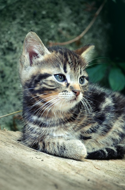 Gato, Animal Domestico, Pata, Gatos