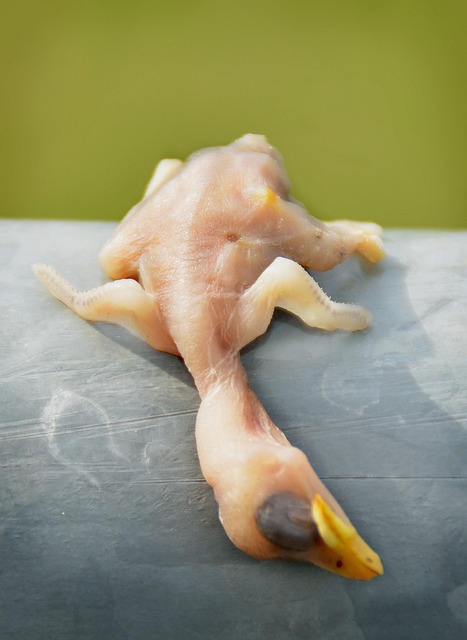 Aterrizaje Forzoso, Pájaro, Animal