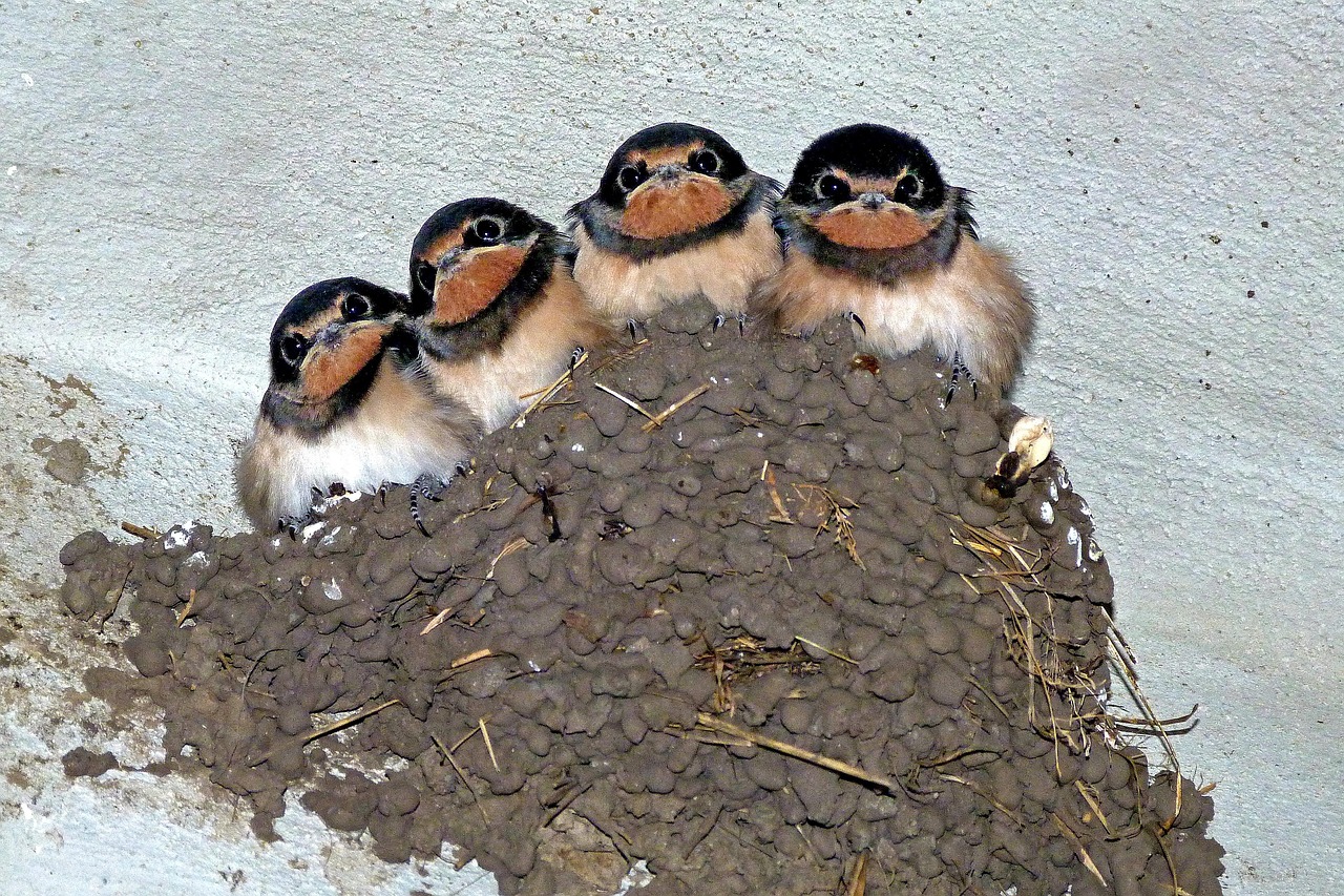 Swallows Swallow S Nest Bird Free Photo On Pixabay Pixabay