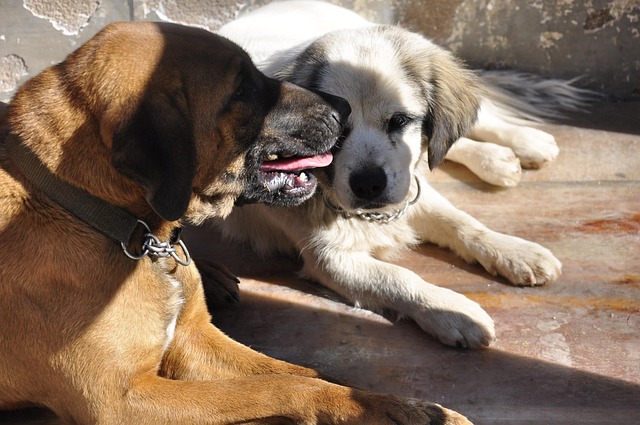 Free Dog Animal photo and picture