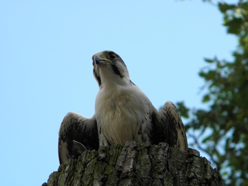 Alap Kawah Falcon Hewan Liar Foto Gratis Di Pixabay