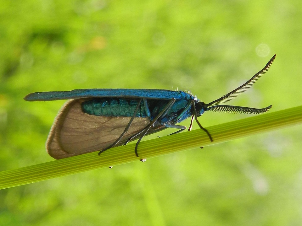 Insecte Antennes Plumeuses - Photo gratuite sur Pixabay