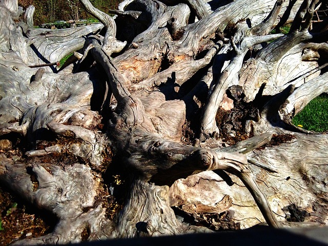 Naturaleza, Madera, Raíz, Árbol Muerto
