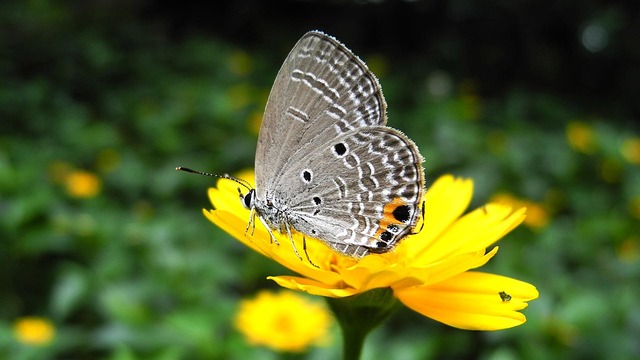 Free Butterfly 4K Wallpaper 1920X1080 photo and picture