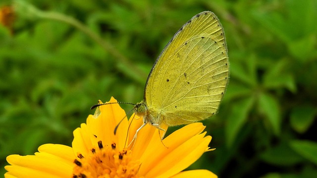 Free Butterfly Wallpaper 4K photo and picture