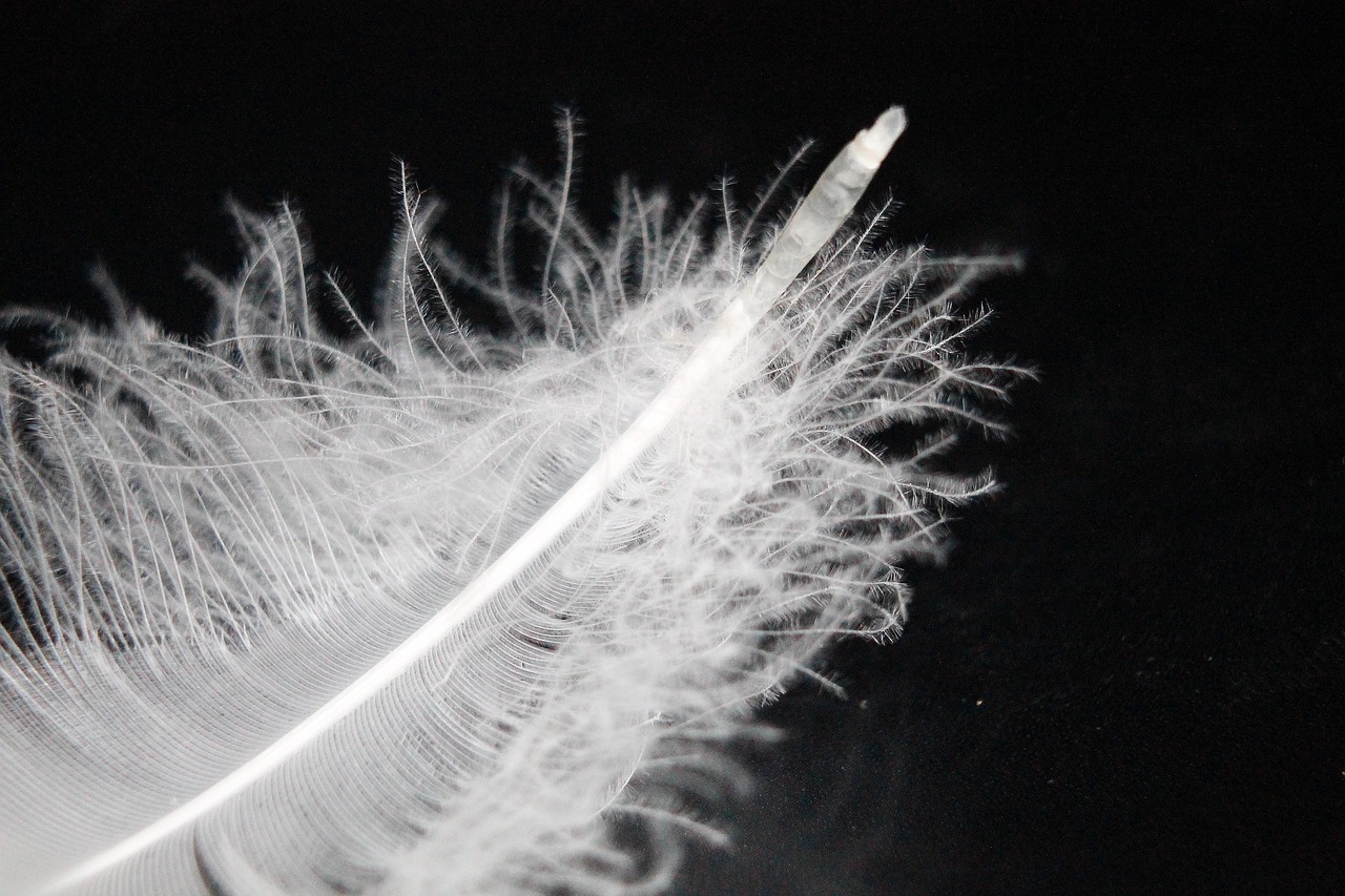 Down Feather Quill Swan Free photo on Pixabay Pixabay