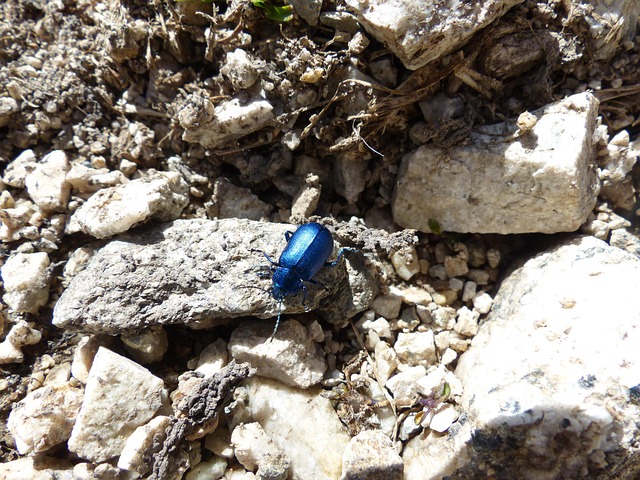 Free Beetle Blue photo and picture
