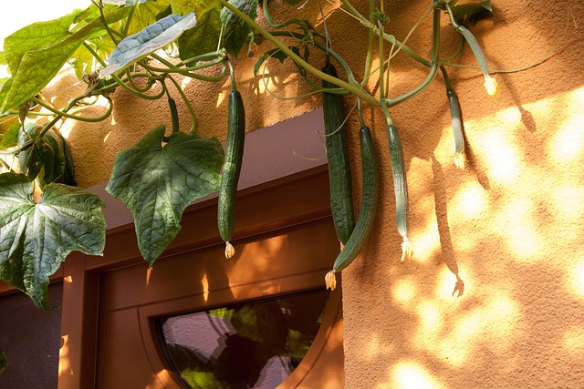 Free Cucumber Cucumis Sativus photo and picture