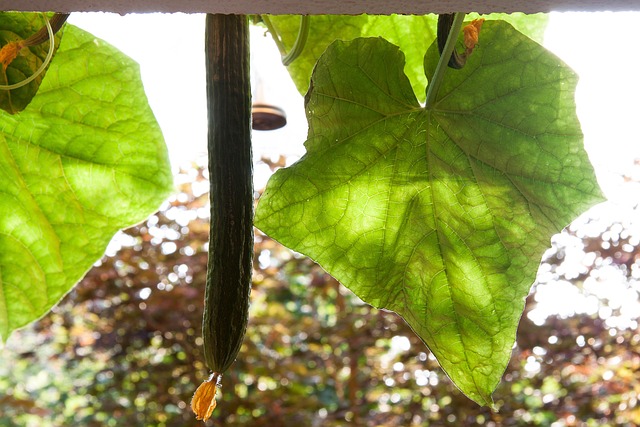 Free Cucumber Cucumis Sativus photo and picture