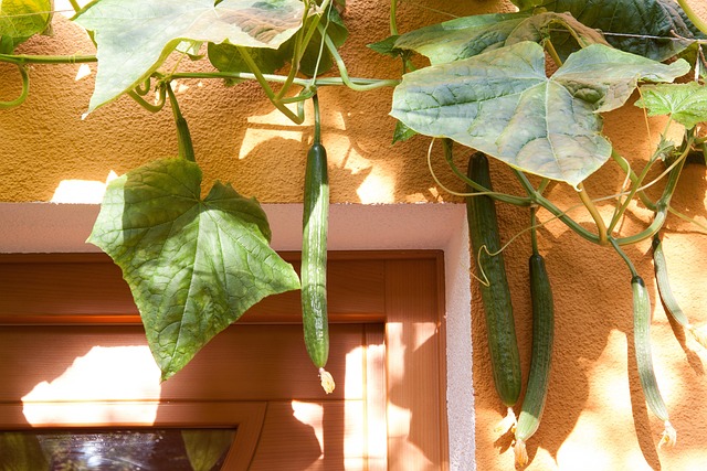 Free Cucumber Cucumis Sativus photo and picture