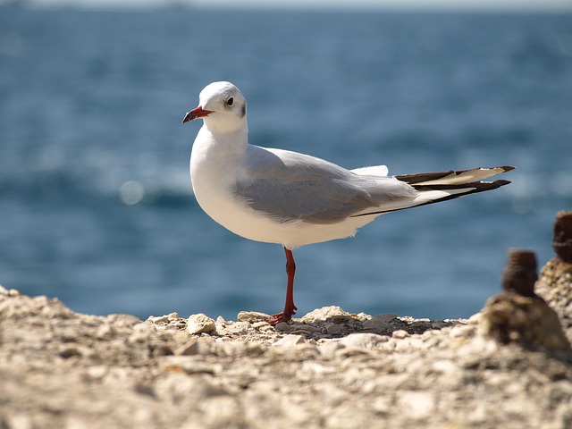 Free Nature Summer photo and picture