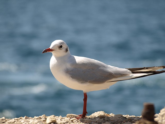 Free Nature Summer photo and picture