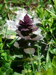 pyramidalis, bugle, flower