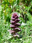 pyramidalis, bugle, flower