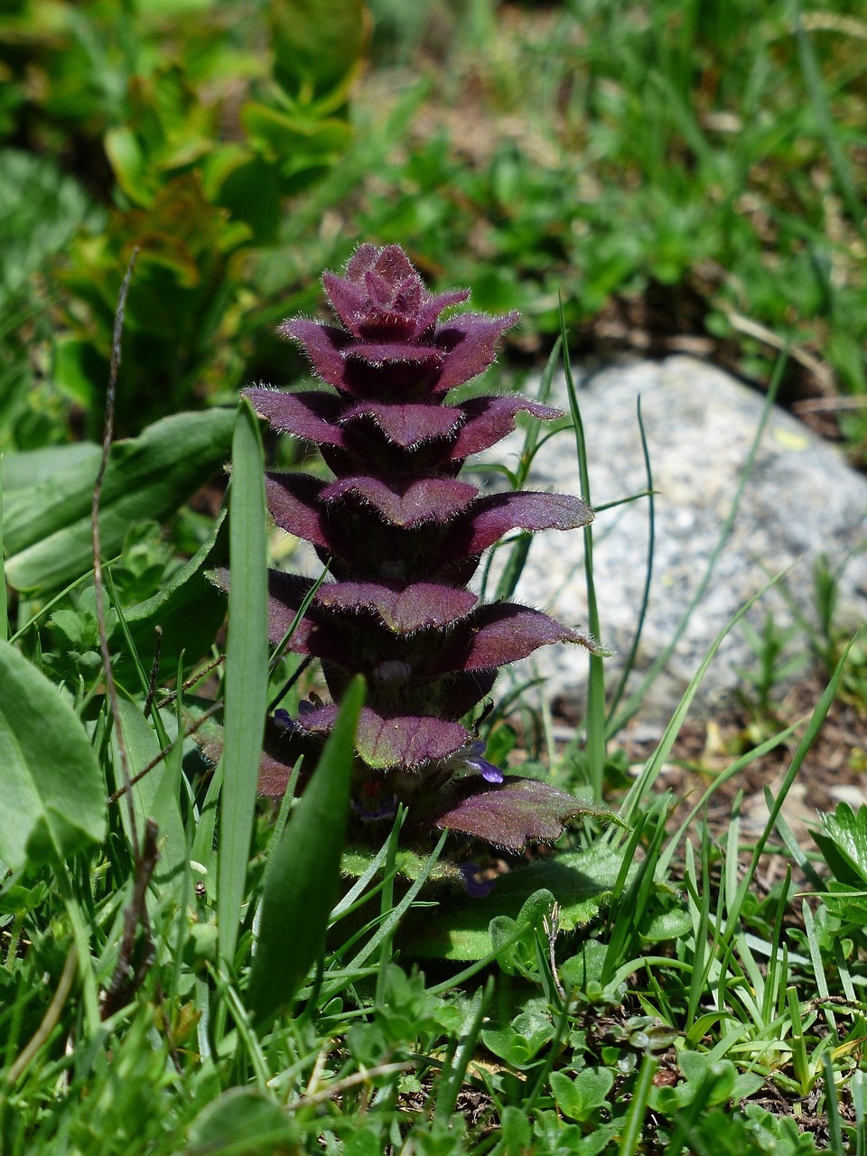 Pyramadlis Pyramidalis Günsel Flower - Free photo on Pixabay - Pixabay