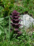 pyramidalis, bugle, flower