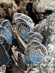 butterflies, restharrow's blue, polyommatus icarus